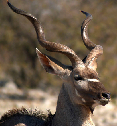 Kudu
